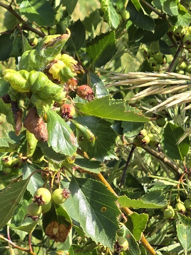Cerro Hawthorn (Crataegus erythropoda)