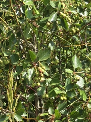 Crataegus erythropoda, photograph (c) Jo Roberts, some rights reserved (CC BY)