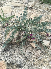 Astragalus mohavensis