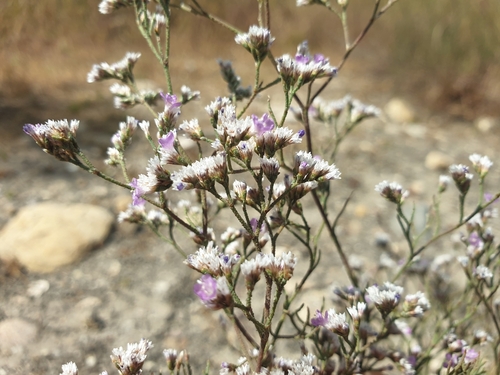 Limonium bellidifolium, photograph 6