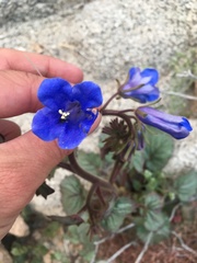 Phacelia campanularia vasiformis