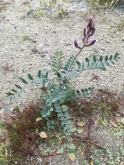 Astragalus lentiginosus variabilis