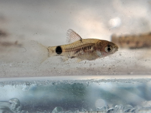 Scarlet banded barb (Puntius amphibius) — Cyprinidae — 4