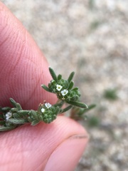 Cryptantha micrantha