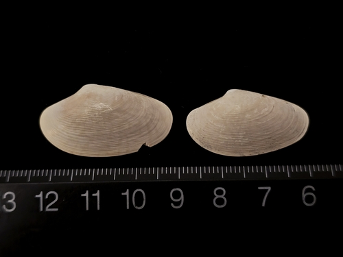Paratapes undulatus observed 2025-06-24
