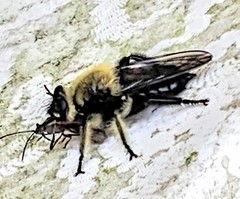 Laphria affinis