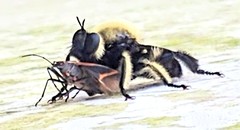 Laphria affinis