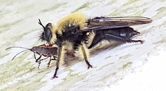 Laphria affinis
