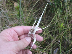 Rhynchospora latifolia