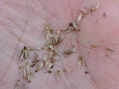 Rhynchospora latifolia