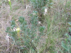 Rhynchospora latifolia
