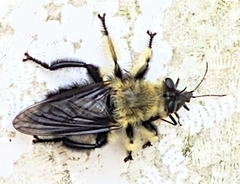 Laphria affinis