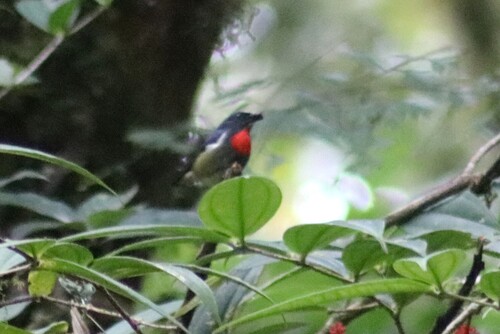 Black-sided Flowerpecker (Dicaeum monticolum), photo 1