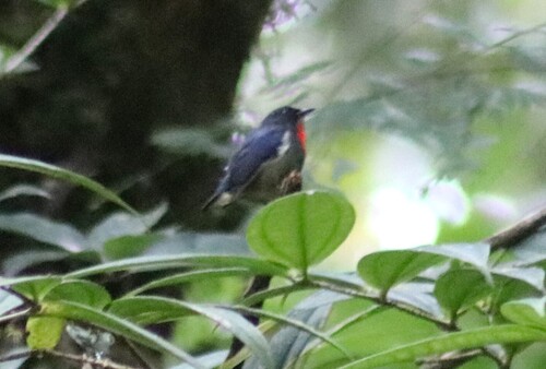 Black-sided Flowerpecker (Dicaeum monticolum), photo 2