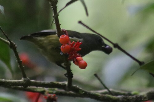 Black-sided Flowerpecker (Dicaeum monticolum), photo 9