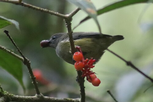 Black-sided Flowerpecker (Dicaeum monticolum), photo 1