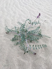 Astragalus lentiginosus variabilis