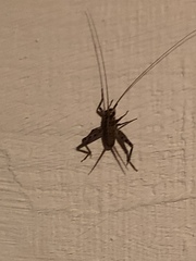 Gryllomorpha