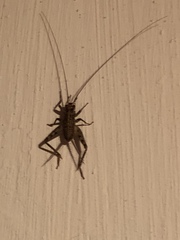 Gryllomorpha