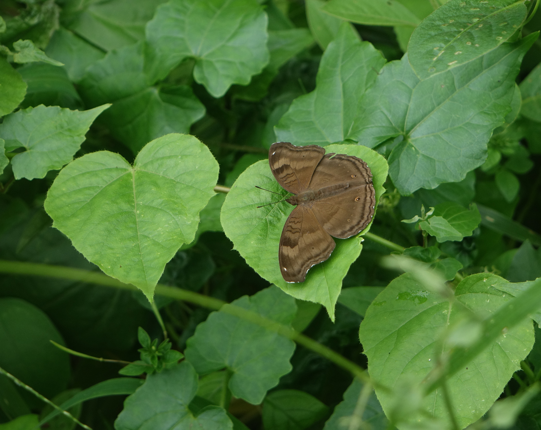 Chocolate Pansy