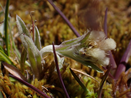 Antennaria chilensis, photograph 5
