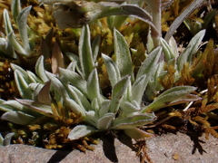 Antennaria chilensis, photograph (c) Nolan Exe, some rights reserved (CC BY)