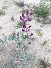 Astragalus lentiginosus variabilis