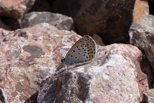 Reverdin's Blue