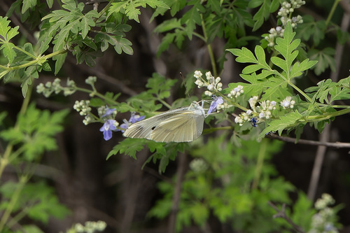 Small White