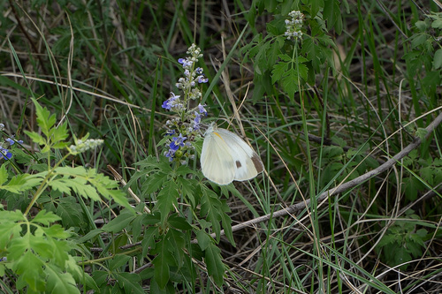 Indian Cabbage White