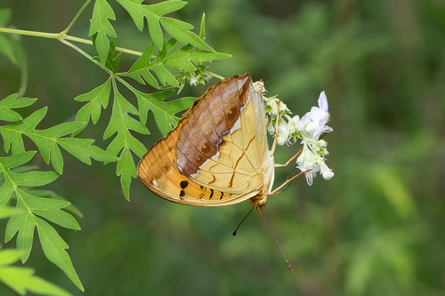 Pallas's Fritillary