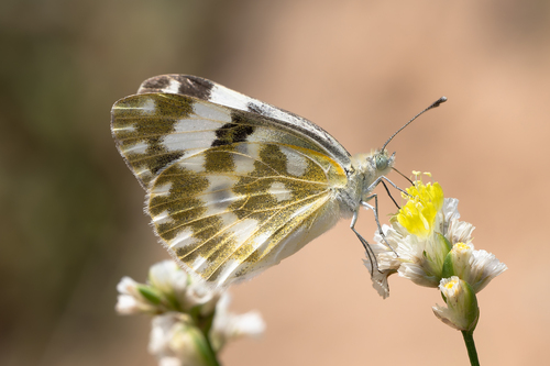 Eastern Bath White
