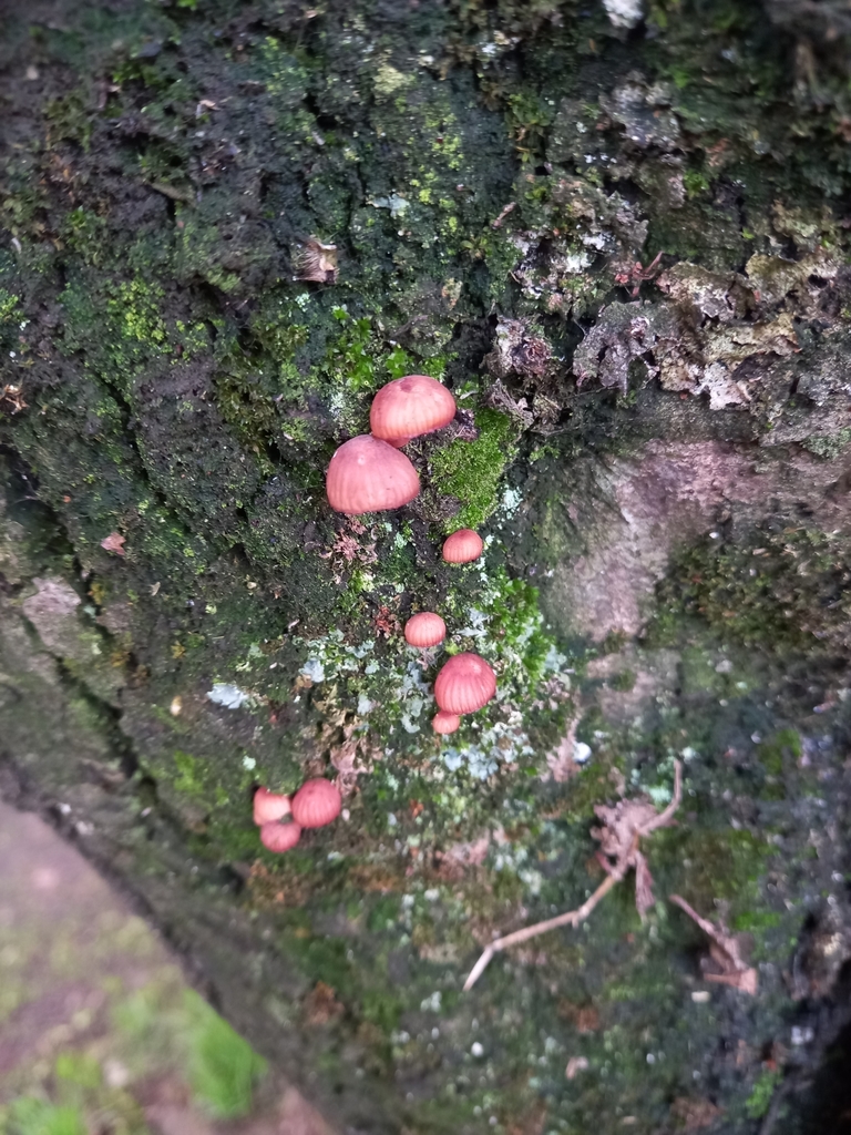 Mycena haematopus · May 2025 · photo: © amoxiconclav (iNaturalist, cc-by)