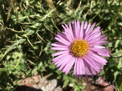 Aster alpinus