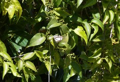 Thisbe lycorias