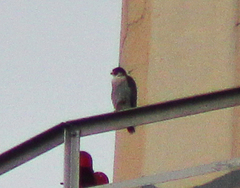 Falco peregrinus