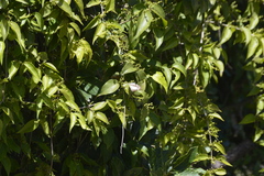 Thisbe lycorias
