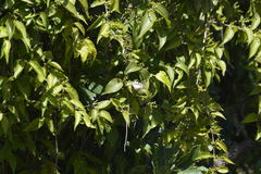 Thisbe lycorias