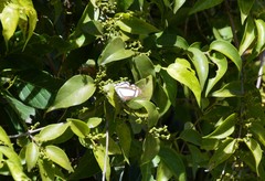Thisbe lycorias