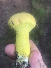 Pulveroboletus