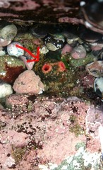 Pyura chilensis