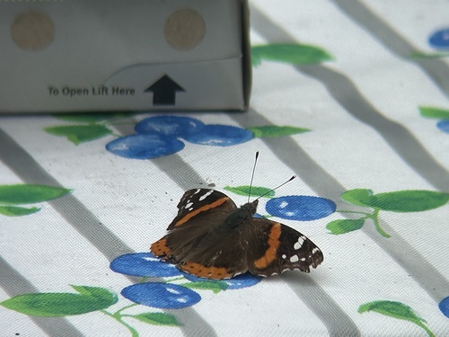 Red Admiral
