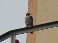 Falco peregrinus