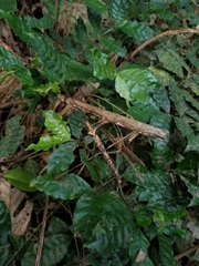 Pseudophasma bispinosum