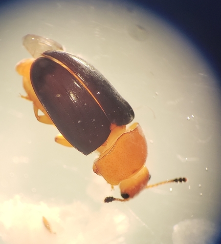 Breastplated Pleasing Fungus Beetle photo 3
