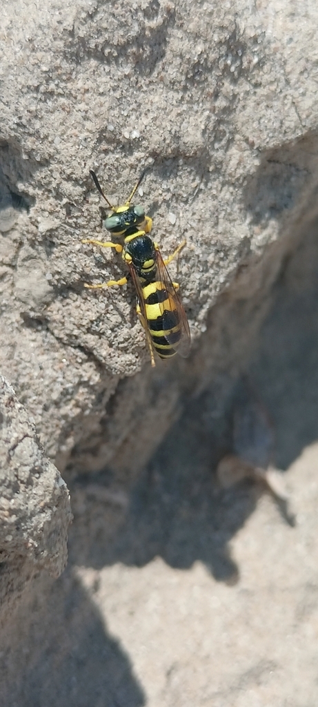 Philanthus coarctatus