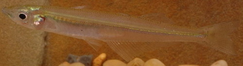 Labidesthes sicculus