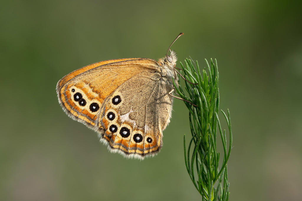 Coenonympha amaryllis