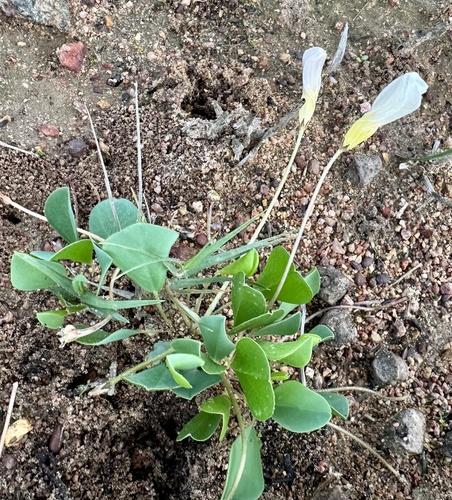 Oxalis monophylla (Oxalis monophylla)