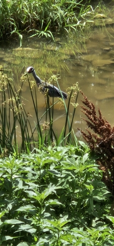 Yellow-crowned Night Heron photographed in Kansas